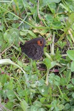 Image of Piedmont Ringlet