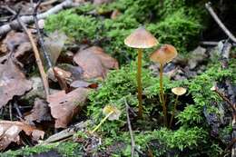 Image of Mycena crocata (Schrad.) P. Kumm. 1871