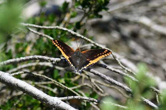 Image of Charaxes