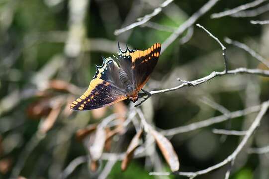 Image of Charaxes