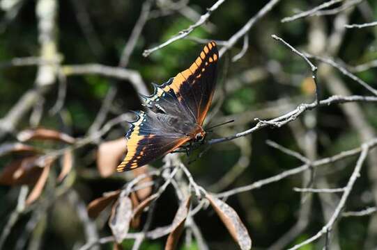 Imagem de Charaxes