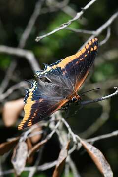 Image of Charaxes