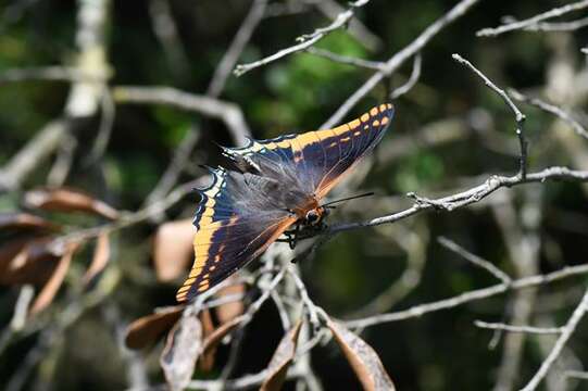 Image of Charaxes