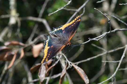 Image of Charaxes