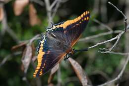 Image of Charaxes