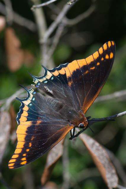 Image of Charaxes