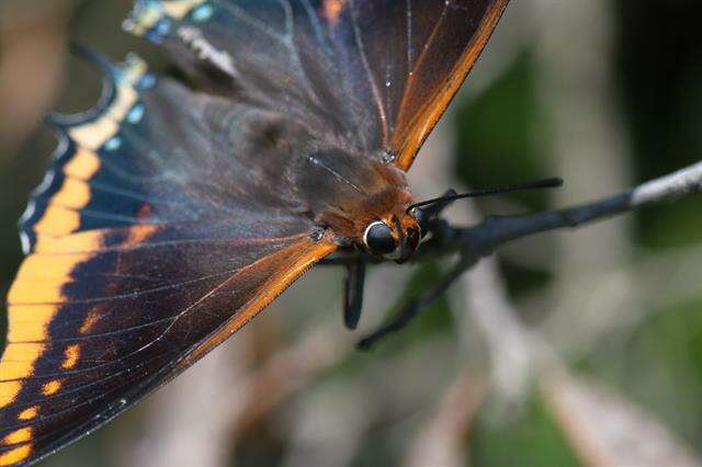 Image of Charaxes