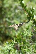 Image of Iphiclides