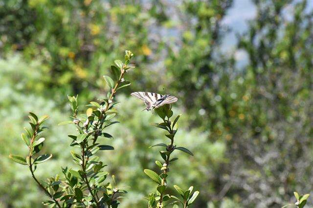 Image of Iphiclides