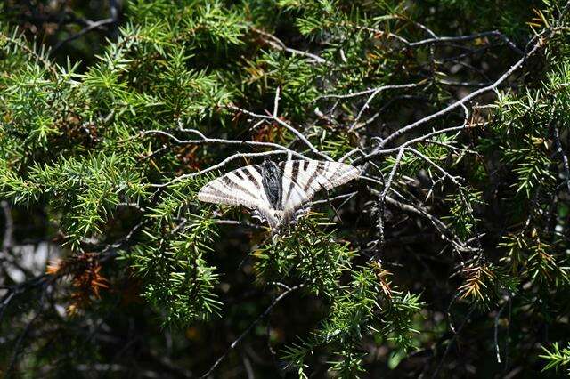 Image of Iphiclides