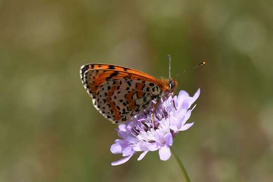 صورة Panarthropoda