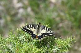 Image of Papilio