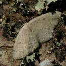 Imagem de Cyclophora albipunctata Hüfnagel 1767