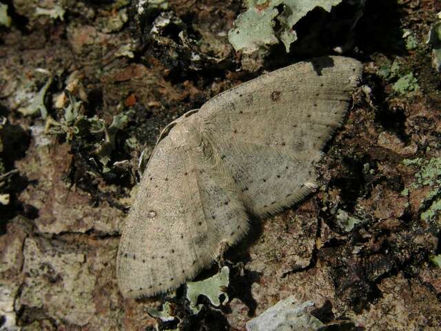 صورة Cyclophora