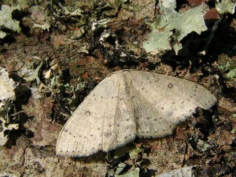 Cyclophora resmi