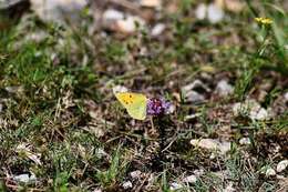 Image of Colias