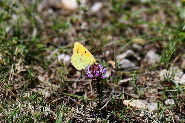 Image of Colias