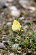 Image of Colias