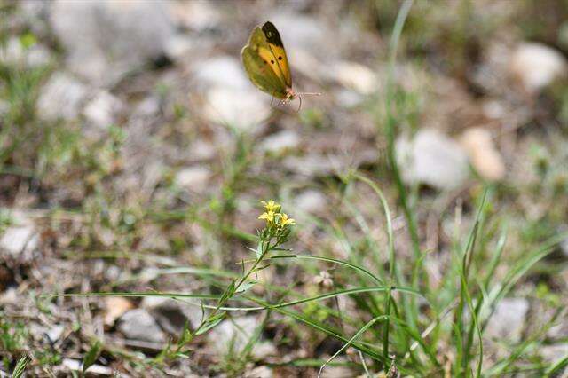 Image of Colias