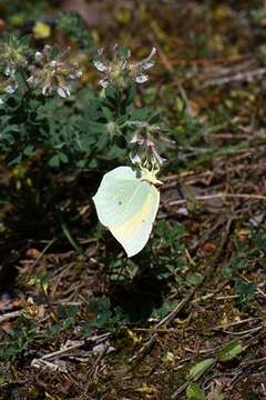 Image of Brimstones