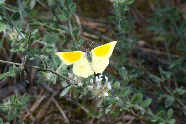 Image of Brimstones