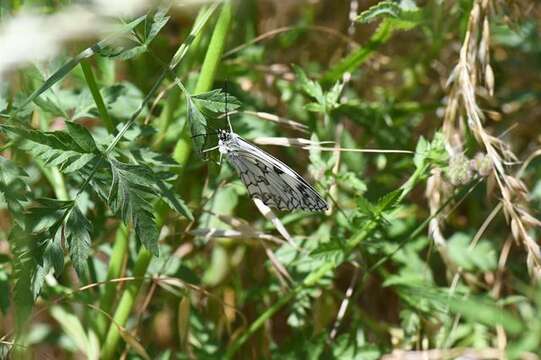 Image of Panarthropoda