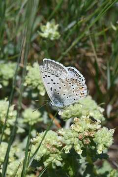 Image of Polyommatus