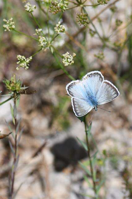 Image of Polyommatus