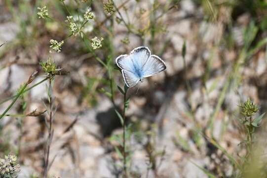 Image of Polyommatus