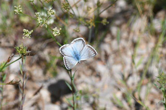 Image of Polyommatus