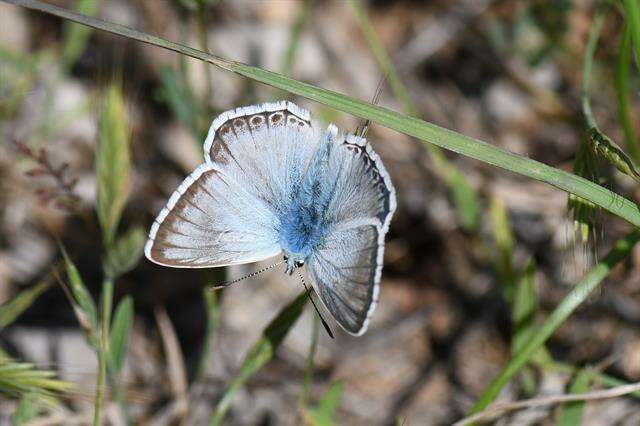 Image of Polyommatus