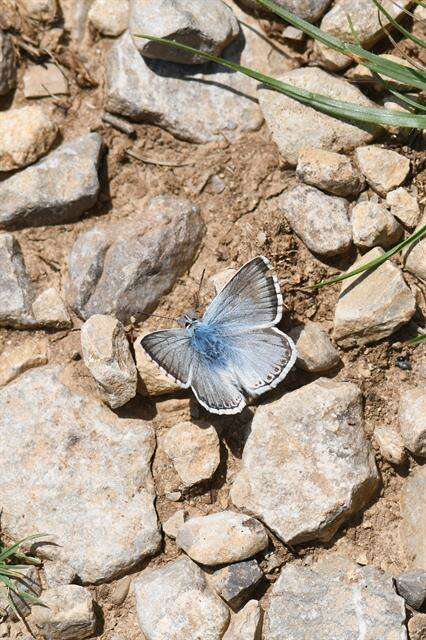 Image of Polyommatus