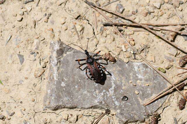 Image of <i>Rhynocoris cuspidatus</i>