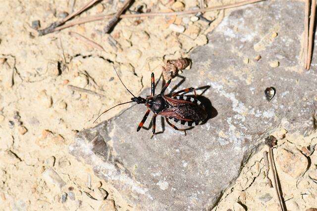 Image of <i>Rhynocoris cuspidatus</i>