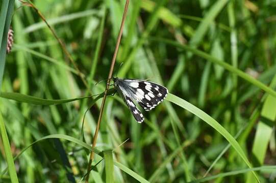 Sivun Panarthropoda kuva