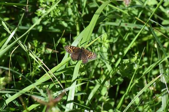 Melitaea diamina Lang 1789 resmi