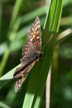 Melitaea diamina Lang 1789 resmi