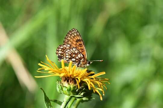 Melitaea diamina Lang 1789 resmi