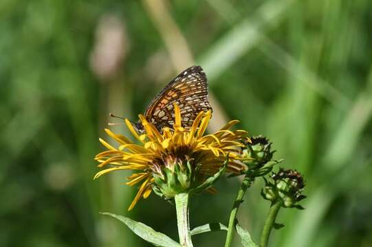 Melitaea diamina Lang 1789 resmi