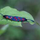 صورة Zygaena transalpina Esper 1781