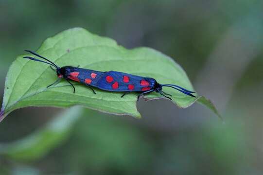 Image of Zygaena transalpina Esper 1781