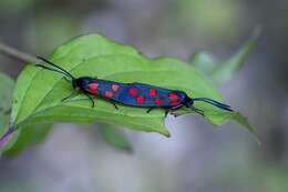 Image of Zygaena transalpina Esper 1781