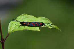 Image of Zygaena transalpina Esper 1781