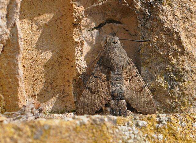 Image de Macroglossum Scopoli 1777