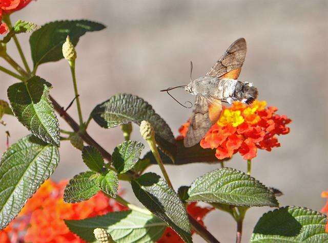 Image of Macroglossum Scopoli 1777