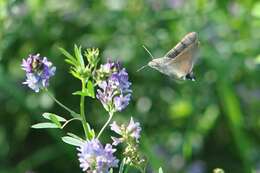 صورة Macroglossum Scopoli 1777