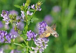 صورة Macroglossum Scopoli 1777