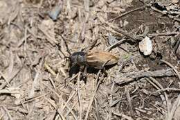 Iberodorcadion resmi