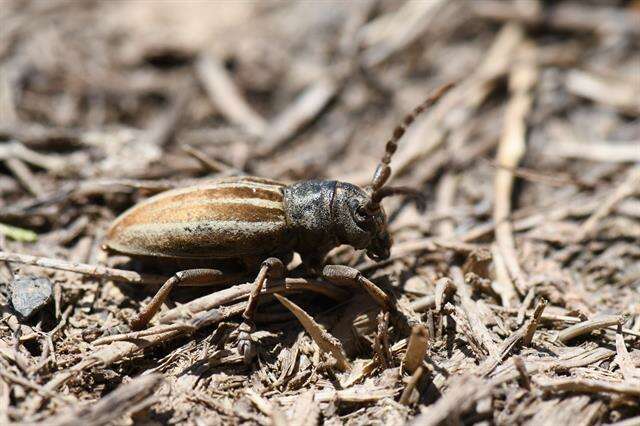 Image of Iberodorcadion