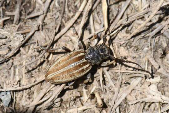 Image of Iberodorcadion